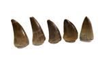 Mosasaurus - Fossiele tanden - Mosasaurio (Zonder, Verzamelen, Mineralen en Fossielen