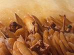 Hugo Nereaux - Honey Pit