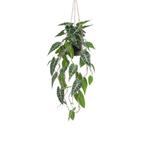 Kunstplant - Alocasia - Olifantsoor - 80 cm, Verzenden, Nieuw