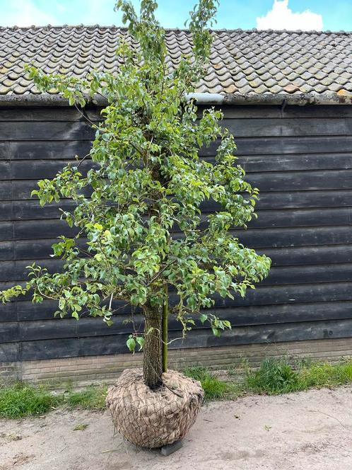 Oude appelboom  perenboom   fruitbomen  div soorten  rassen., Tuin en Terras, Planten | Fruitbomen, Halfschaduw, In pot, 250 tot 400 cm