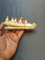 Mosasaurus - Fossiele tanden - mosasaurus - 6 cm - 13 cm