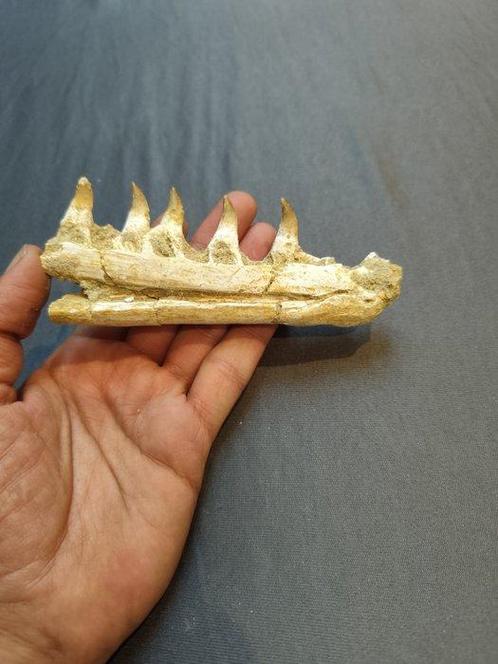 Mosasaurus - Fossiele tanden - mosasaurus - 6 cm - 13 cm, Verzamelen, Mineralen en Fossielen