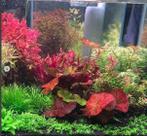Wekelijks nieuwe aanvoer verse aquariumplanten