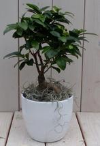 Bonsai Ficus microcarpa witte pot 30 cm - Warentuin Natuurli, Huis en Inrichting, Kamerplanten, Verzenden