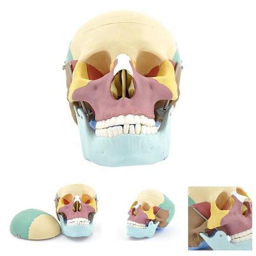 Anatomie model schedel (gekleurd, 3-delig), Sport en Fitness, Overige Sport en Fitness, Verzenden