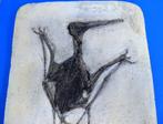 REPLICA - Fossiel skelet - Pterodactylus kochi - 18.5 cm -, Verzamelen, Mineralen en Fossielen