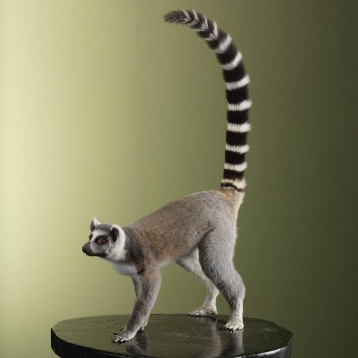 Ringstaartmaki Taxidermie Opgezette Dieren By Max, Verzamelen, Dierenverzamelingen, Opgezet dier, Nieuw, Wild dier, Ophalen of Verzenden