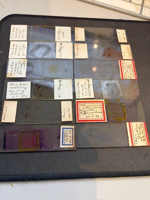 Microscope slide - biology, zoology, botany, histology,, Verzamelen, Fotografica en Filmapparatuur