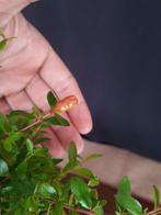 Granaatappel – Geen reserveringsprijs - Hoogte (boom): 25 cm, Antiek en Kunst