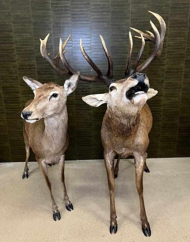 Edelhert Koppel Taxidermie Opgezette Dieren By Max, Verzamelen, Dierenverzamelingen, Opgezet dier, Nieuw, Wild dier, Ophalen of Verzenden