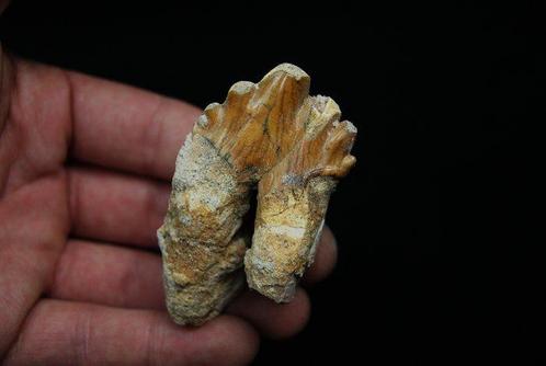 Primitieve walvis, Extraordinair kiezen van Basilosaurus -, Verzamelen, Mineralen en Fossielen