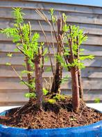 metasequoia bos in bonsaischaal - Hoogte (boom): 20 cm -, Antiek en Kunst