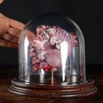 Maritieme curiositeiten uit Wunderkammer - Taxidermie, Verzamelen, Nieuw