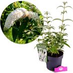 Buddleja White Profusion + pot 19cm, Verzenden