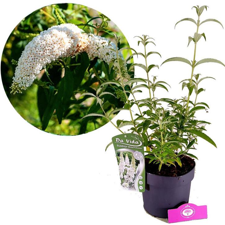 Buddleja White Profusion + pot 19cm, Tuin en Terras, Planten | Tuinplanten, Verzenden