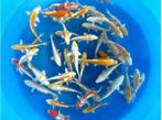 Yamasan 12-15cm  hariwake / yamabuki / platinum mix, Dieren en Toebehoren, Vissen | Vijvervissen, Karper of Koi