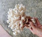 Witte koraal Koraal - Corail Acropora, Antiek en Kunst