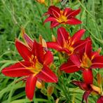 Hemerocallis Sammy Russell - Wortelgoed - 5 stuks, Tuin en Terras, Planten | Tuinplanten, Verzenden
