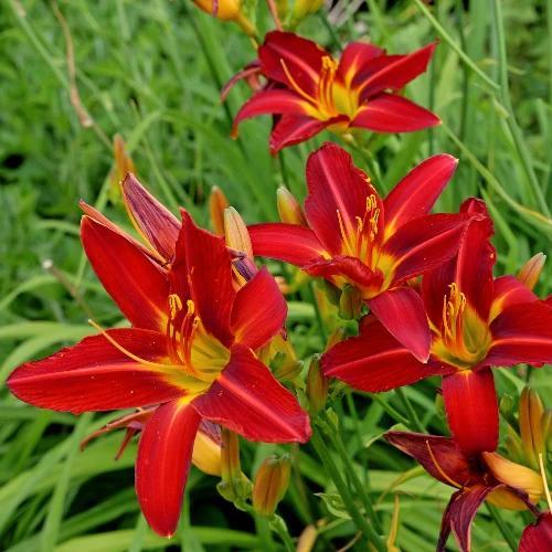 Hemerocallis Sammy Russell - Wortelgoed - 5 stuks, Tuin en Terras, Planten | Tuinplanten, Verzenden