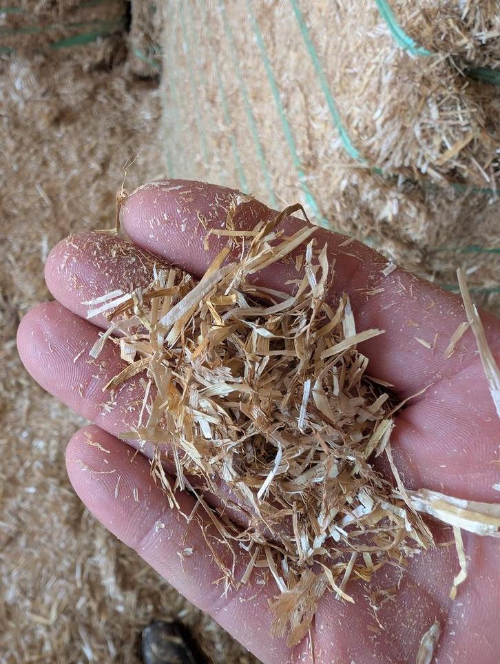 Spaans gehamerd tarwestro, Diensten en Vakmensen, Dieren | Paarden | Verzorging, Oppas en Les, Stalling of Weidegang