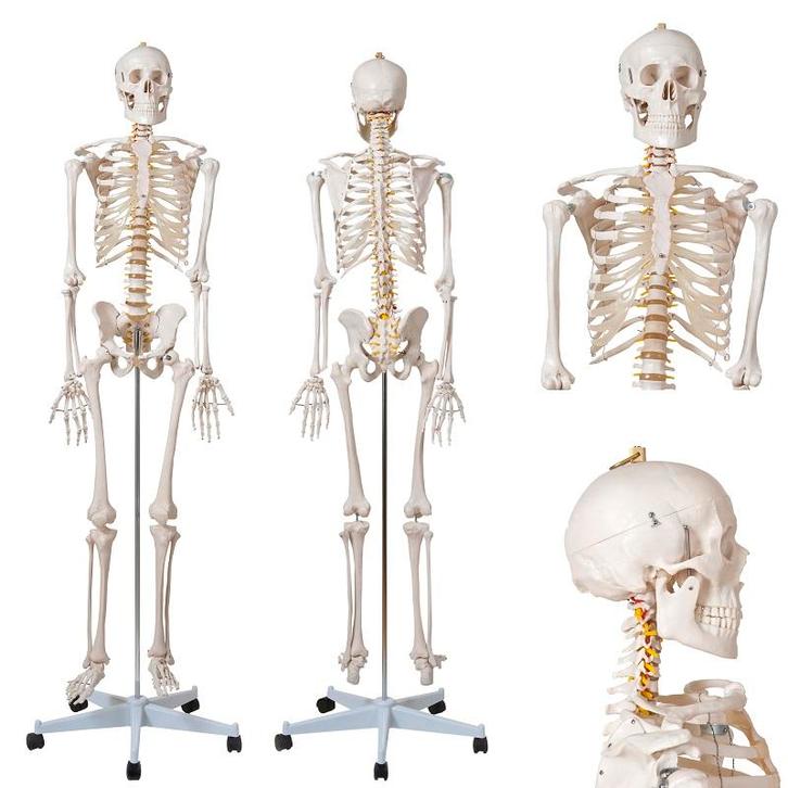 Anatomie model menselijk skelet (180 cm), Sport en Fitness, Massageproducten