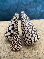 Zeeslak - Gefossiliseerde schelp - Conus textile - 105 mm -