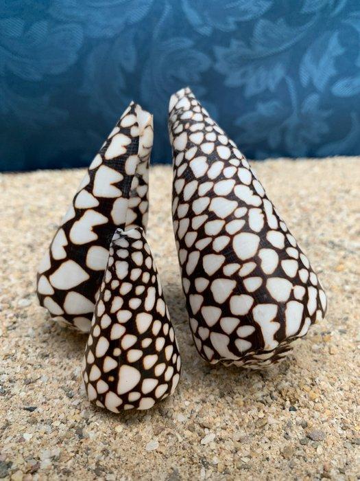 Zeeslak - Gefossiliseerde schelp - Conus textile - 105 mm -, Antiek en Kunst, Curiosa en Brocante