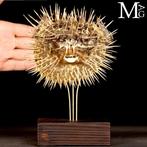 Pufferfish op houten en messing basis Taxidermie volledige, Nieuw