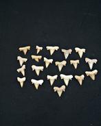 Haai - Fossiele tand - Cretolamna (Zonder Minimumprijs), Verzamelen