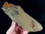 Primitieve stekelhuidige - Stylophora!!! - Gefossiliseerd