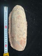 Fossiel - Gefossiliseerd ei - Oviraptor sp. - 22 cm - 10 cm