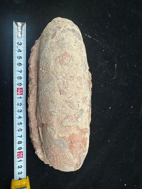 Fossiel - Gefossiliseerd ei - Oviraptor sp. - 22 cm - 10 cm, Verzamelen, Mineralen en Fossielen