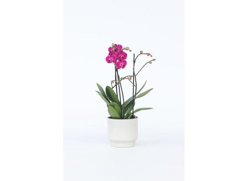 Phalaenopsis Multiflora Orchidee paars, Huis en Inrichting, Kamerplanten, Verzenden