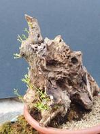 Olijf bonsai (Olea europaea) - Hoogte (boom): 40 cm - Diepte, Antiek en Kunst