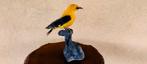 Wielewaal Taxidermie volledige montage - Oriolus oriolus -, Nieuw