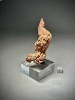 Gefossiliseerde poep - Fossiel fragment - Coprolite