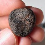 NWA 869 meteoriet. Supergeoriënteerd stuk + 3 extras - 15.2, Verzamelen, Mineralen en Fossielen