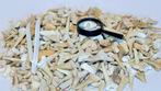 Meer dan 500 stuks! 500 g echte haaientanden – veelzijdige, Verzamelen, Mineralen en Fossielen