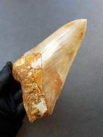 Megalodon - Fossiele tand - 142 mm - 109 mm, Verzamelen