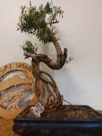 syzygium - Hoogte (boom): 65 cm - Diepte (boom): 32 cm -