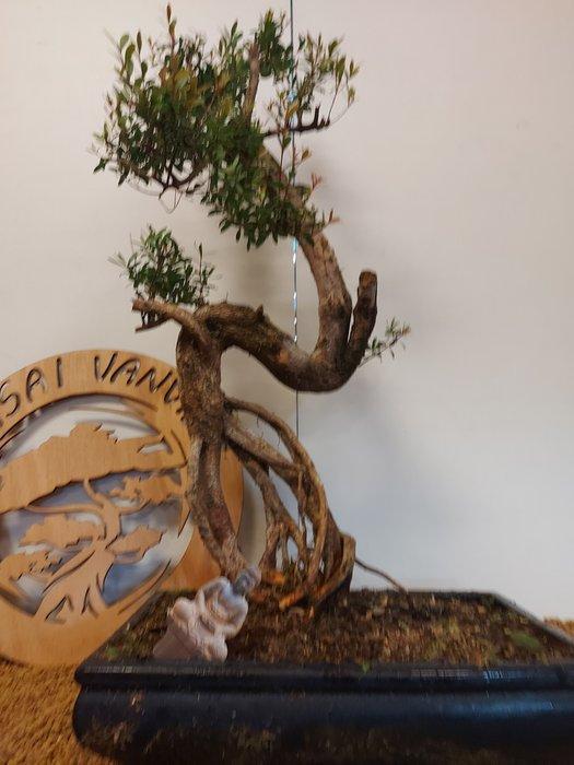 syzygium - Hoogte (boom): 65 cm - Diepte (boom): 32 cm -, Antiek en Kunst, Curiosa en Brocante