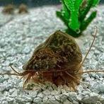 Triops Newberryi eitjes capsule, Dieren en Toebehoren, Insecten en Spinnen
