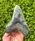 Megalodon - Fossiele tand - 14 cm - 10 cm, Verzamelen, Mineralen en Fossielen