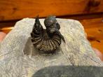 Trilobiet - Gefossiliseerd dier - Acanthopyge (Lobopyge)