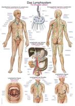 Anatomie poster lymfe (50x70 cm) + ophangsysteem, Nieuw, Verzenden