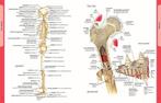 Anatomie van het menselijk lichaam 9789089986184 Ken Ashwell, Gelezen, Ken Ashwell, Verzenden