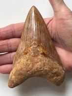 Megalodon-tand 12,6 cm - Fossiele tand - Carcharocles