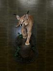 Caracal  Taxidermie Opgezette Dieren By Max