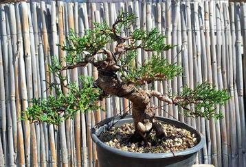 Bonsai Cupressus Sempervirens - Hoogte (boom): 21 cm - beschikbaar voor biedingen