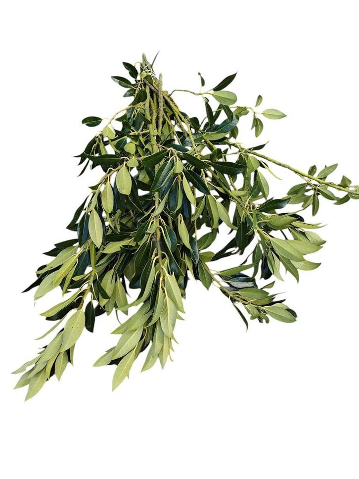 Ilex blad groen zonder bes Bundel, Huis en Inrichting, Woonaccessoires | Kunstplanten en Kunstbloemen, Nieuw, Ophalen of Verzenden